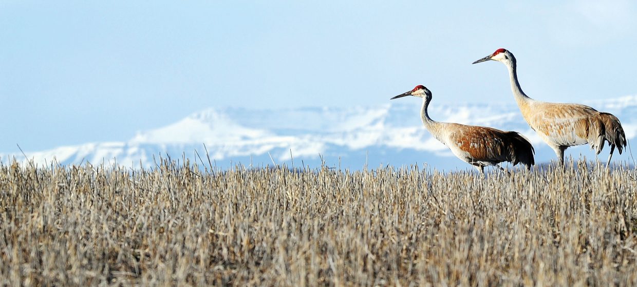YV Crane festival