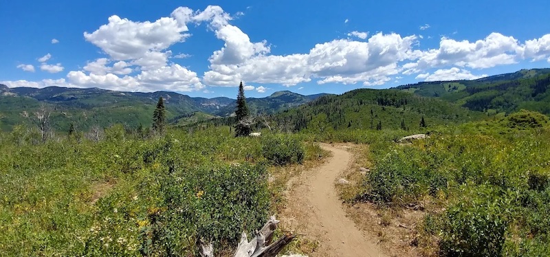 Trail off Buffalo Pass outside Steamboat